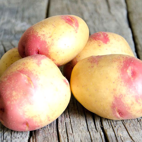 Картофель Пикассо Уральский дачник артикул фото 1 Картофель Пикассо Уральский дачник изображение 1 артикул 83110