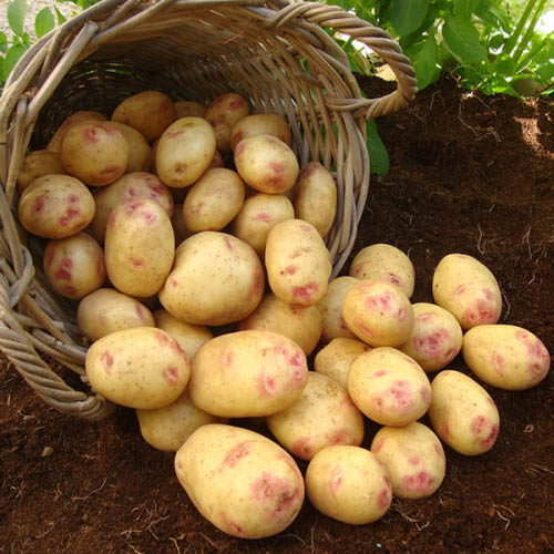 Картофель Пикассо изображение 1 артикул 7818