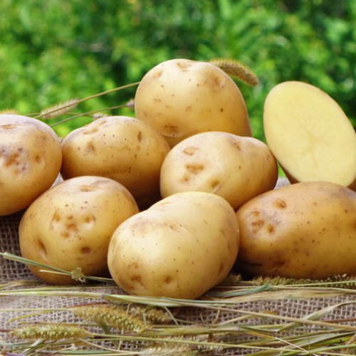 Картофель Ривьера изображение 1 артикул 7826