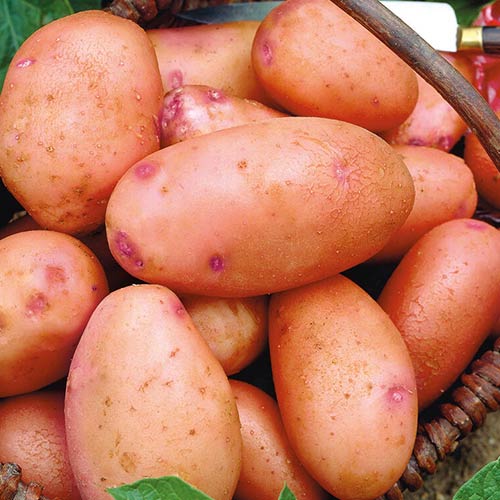 Картофель Снегирь изображение 1 артикул 1095