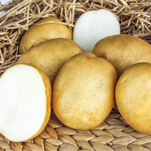 Картофель Триумф Седек артикул фото 1 Картофель Триумф Седек изображение 1 артикул 84894