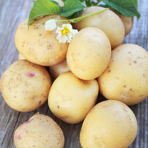 Картофель Триумф изображение 1 артикул 7886