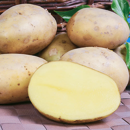 Картофель Вымпел изображение 1 артикул 1037