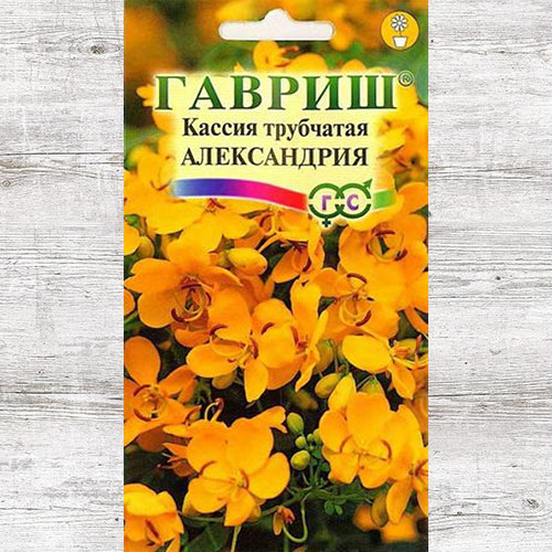 Кассия Александрия Гавриш изображение 1 артикул 71185