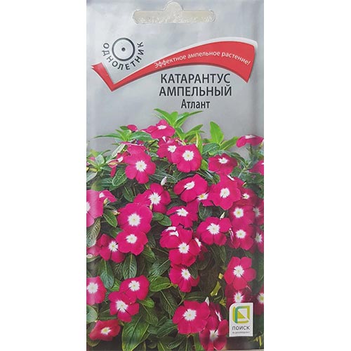 Катарантус ампельный Атлант Поиск изображение 1 артикул 92999