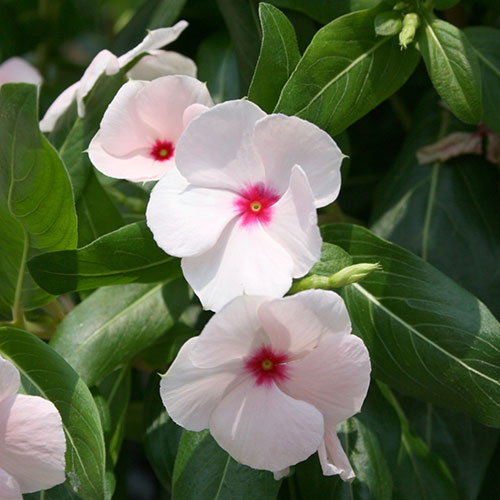 Катарантус Первоклассница F1 Premium Seeds изображение 1 артикул 83910