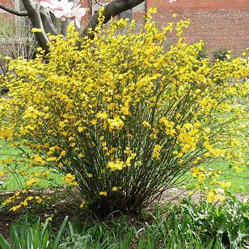 Керрия японская Голден Гуинеа изображение 1 артикул 9587