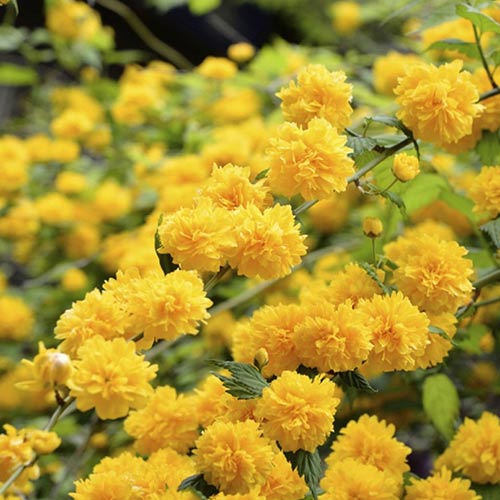 Керрия японская Пленифлора артикул фото 1 Керрия японская Пленифлора изображение 1 артикул 01107