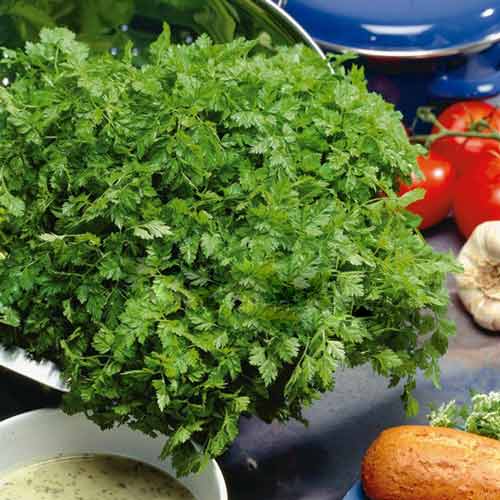 Кервель Ажурный, семена артикул фото 1 Кервель Ажурный, семена изображение 1 артикул 65906