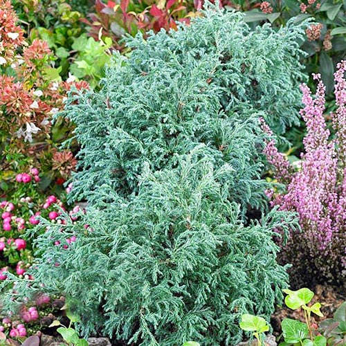 Кипарисовик горохоплодный Бэби Блу изображение 1 артикул 8349