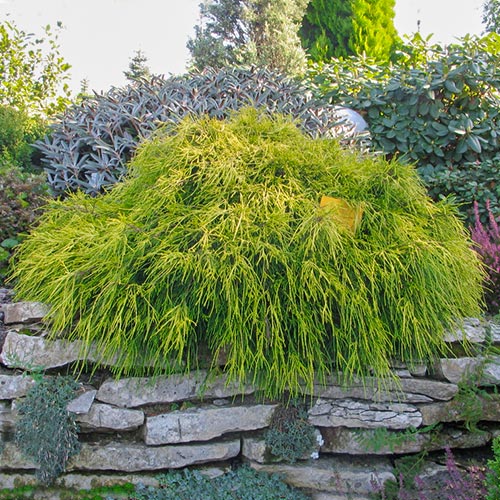 Кипарисовик горохоплодный Санголд изображение 1 артикул 9402