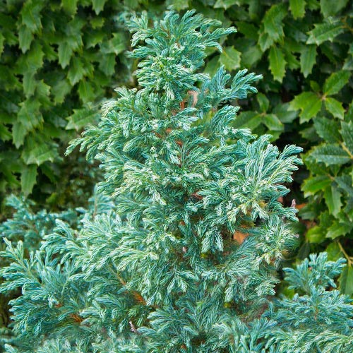 Кипарисовик горохоплодный Вайт Бьюти изображение 1 артикул 9424