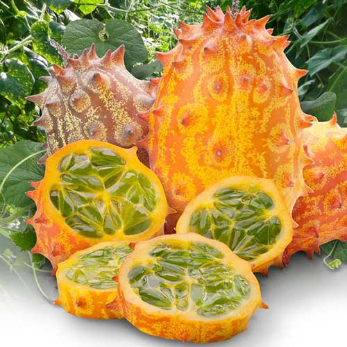 Кивано Дикобраз Седек изображение 1 артикул 84896