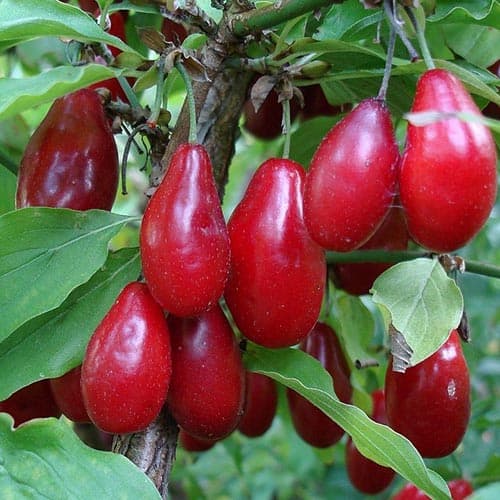 Кизил Джолико изображение 1 артикул 4698