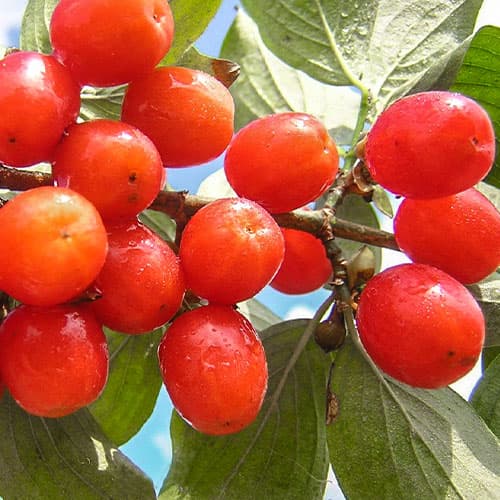 Кизил Коралловый изображение 1 артикул 9233