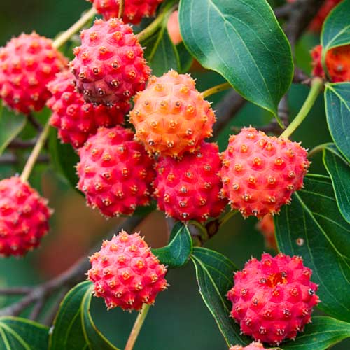 Кизил японский изображение 1 артикул 2364