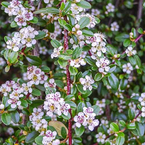 Кизильник Квин оф Карпет артикул фото 1 Кизильник Квин оф Карпет изображение 1 артикул 4756