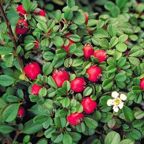 Кизильник Стреб'с Файндлинг артикул фото 1 Кизильник Стреб'с Файндлинг изображение 1 артикул 01108