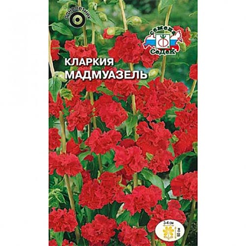 Кларкия Мадмуазель Седек изображение 1 артикул 93809