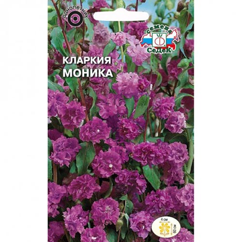 Кларкия Моника Седек изображение 1 артикул 93810