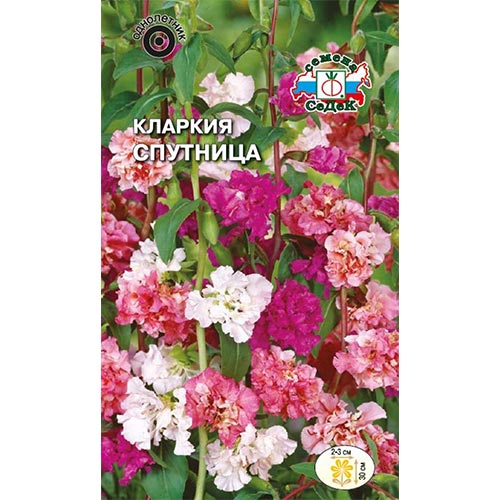Кларкия Спутница, смесь окрасок Седек изображение 1 артикул 93811