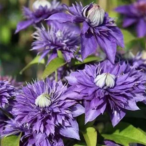 Клематис Блю Экспложен изображение 1 артикул 01133