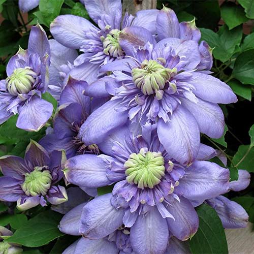 Клематис Блю Лайт изображение 1 артикул 4136