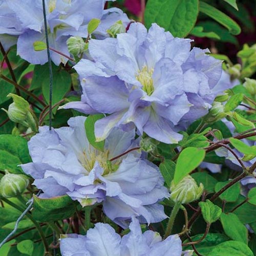 Клематис Даймонд Болл изображение 1 артикул 4134