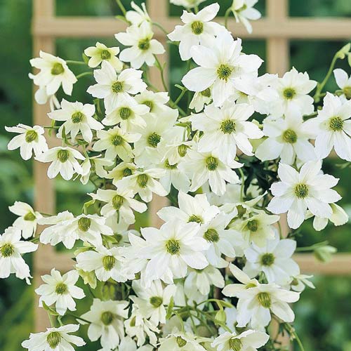 Клематис Эрли Сенсейшн изображение 1 артикул 9584