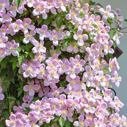 Клематис горный Элизабет изображение 1 артикул 9053