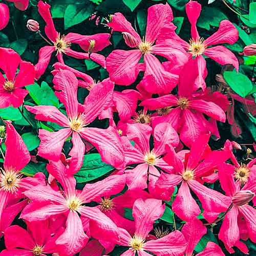 Клематис Кермезина изображение 1 артикул 4766