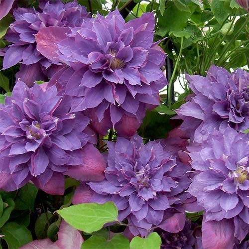 Клематис Вивьян Пеннел изображение 1 артикул 01134