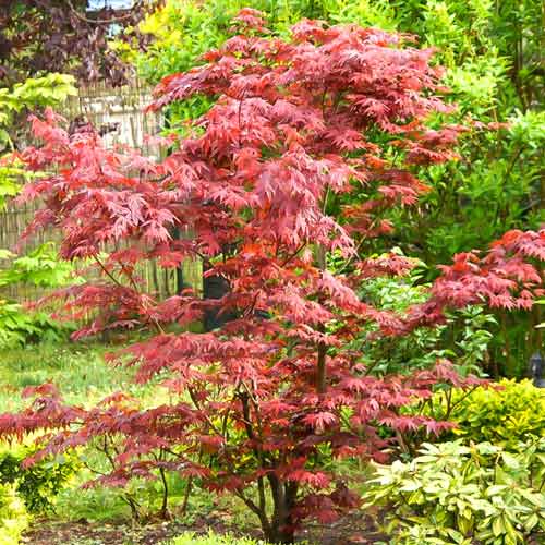 Клен пальмолистный Бени Майко изображение 1 артикул 9138