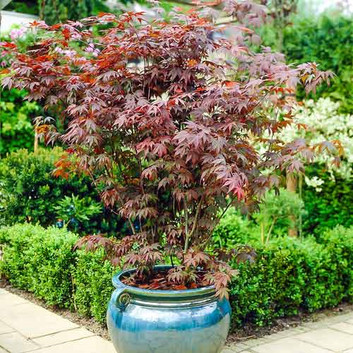 Клен японский изображение 1 артикул 9063