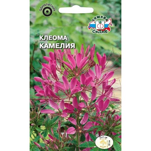 Клеома Камелия Седек изображение 1 артикул 93813