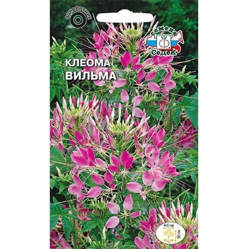 Клеома Вильма Седек изображение 1 артикул 93812