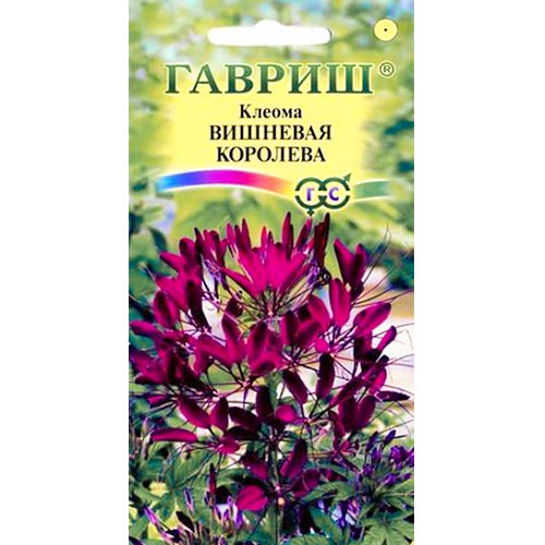 Клеома Вишневая Королева Гавриш изображение 1 артикул 92088