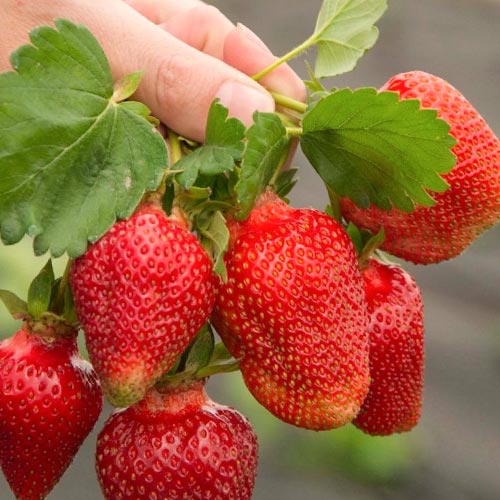 Земляника (крупноплодная) Азия артикул фото 1 Земляника (крупноплодная) Азия изображение 1 артикул 9870