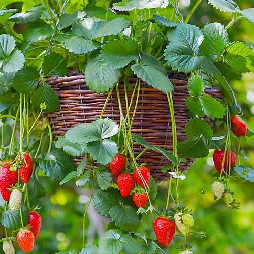 Клубника ремонтантная Делициан F1 артикул фото 1 Клубника ремонтантная Делициан F1 изображение 1 артикул 81110