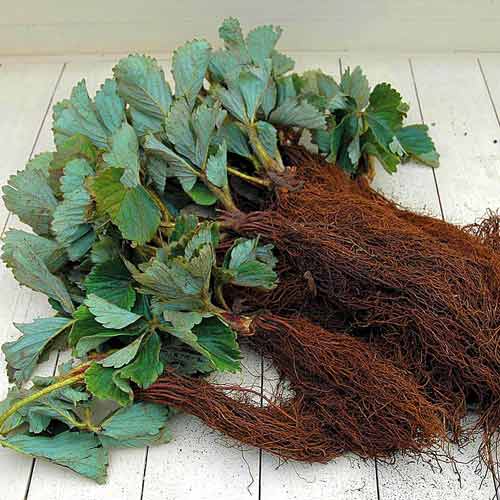 Клубника Пинк Панда изображение 2 артикул 8085