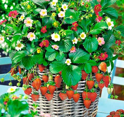 Клубника ремонтантная Остров сокровищ F1 изображение 1 артикул 65246