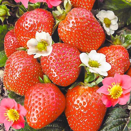 Клубника Всемирный деликатес F1 изображение 1 артикул 69890