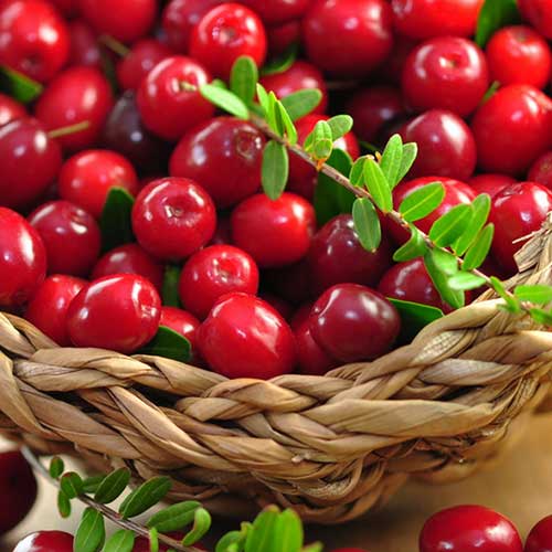 Клюква крупноплодная Красавица артикул фото 1 Клюква крупноплодная Красавица изображение 1 артикул 84936