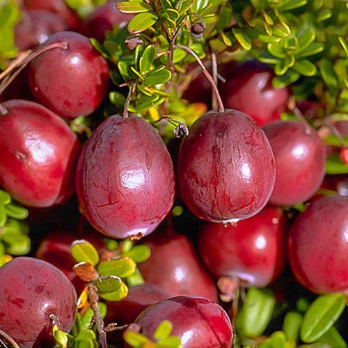 Клюква крупноплодная Бен Лир изображение 1 артикул 9234