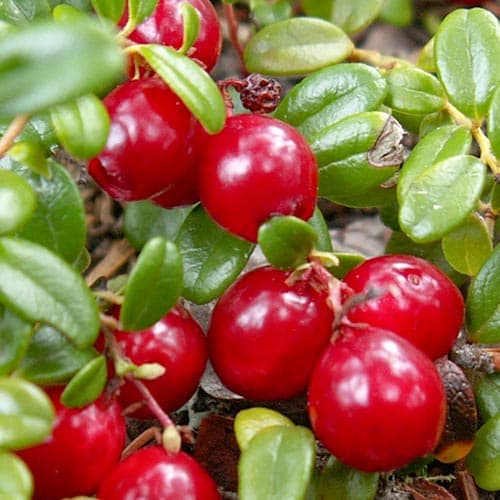 Клюква крупноплодная Ховес артикул фото 1 Клюква крупноплодная Ховес изображение 1 артикул 4699