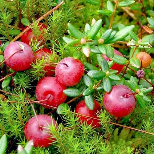 Клюква крупноплодная Мак Фарлин изображение 1 артикул 4700