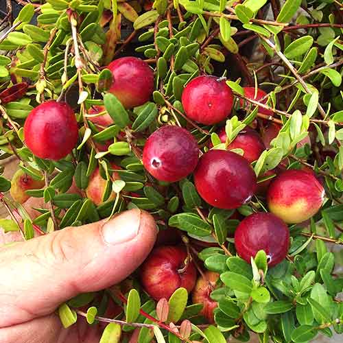 Клюква крупноплодная Стивенс артикул фото 1 Клюква крупноплодная Стивенс изображение 1 артикул 9236