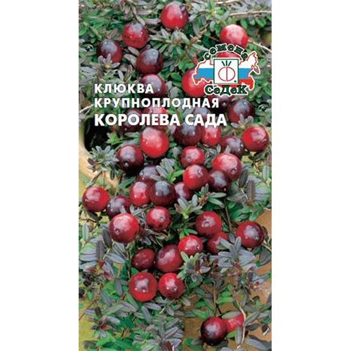 Клюква крупноплодная Королева Сада Седек изображение 1 артикул 93410