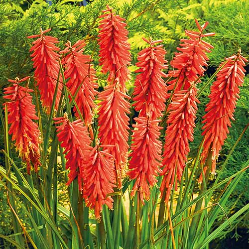 Книфофия Ред Адмирал изображение 1 артикул 76299