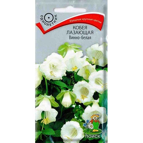 Кобея лазающая Винно-белая Поиск изображение 1 артикул 93001